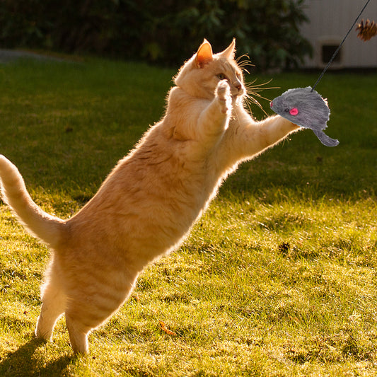 What Are the Benefits of a Hanging Door Cat Mouse Toy?