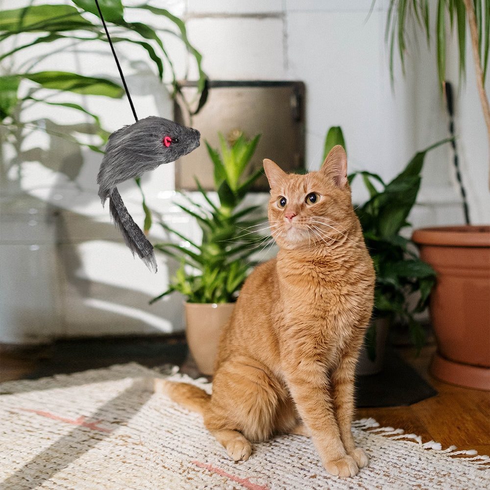 My cat likes this cat toys for indoor cats!!