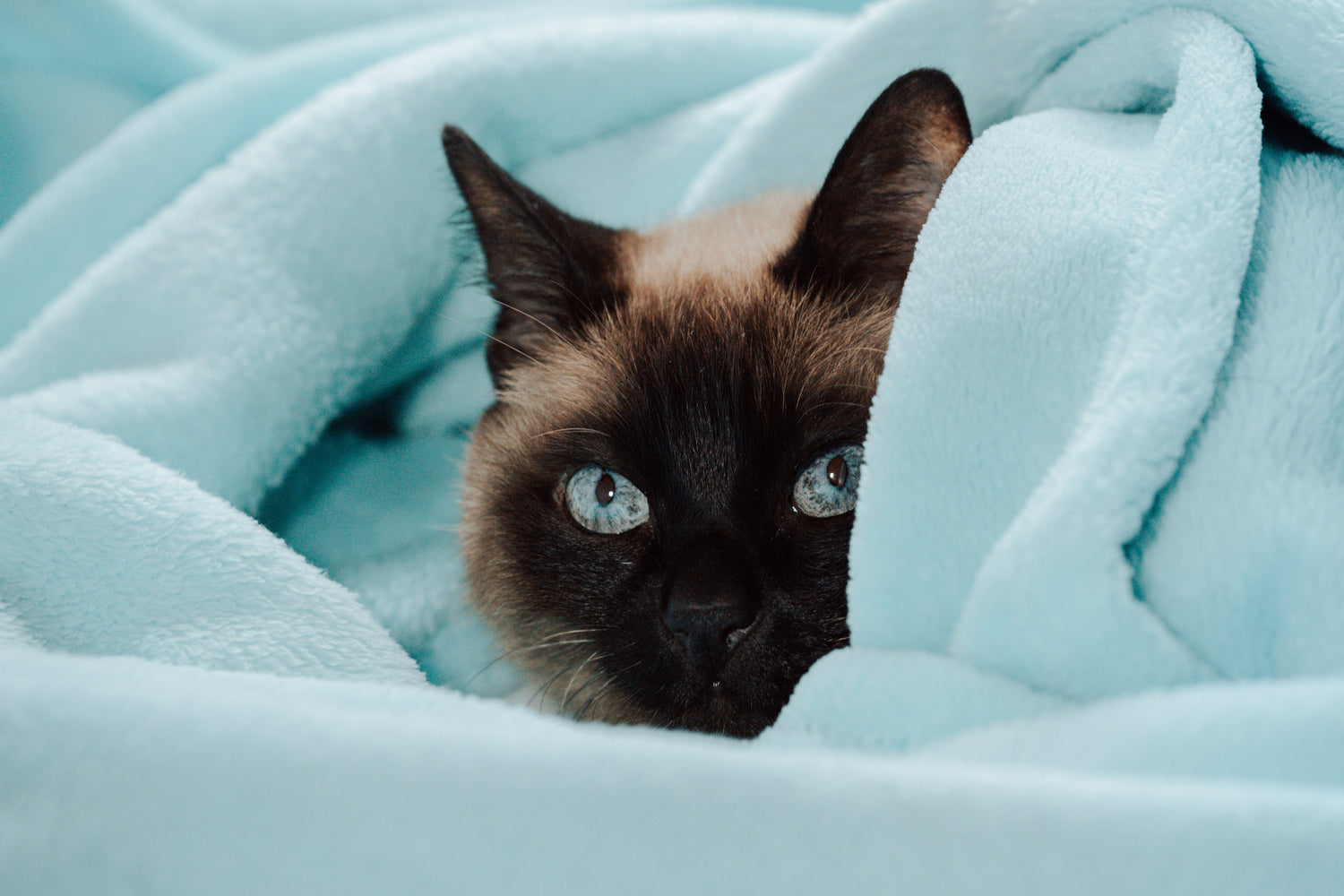 cat toys for indoor cats