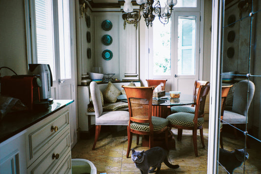 A cat walking through a bright dining room
