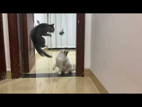 interactive cat toy