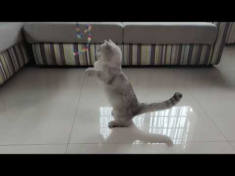 cat feather toys