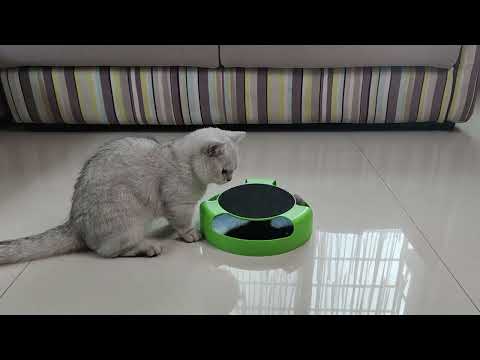 kitten toys