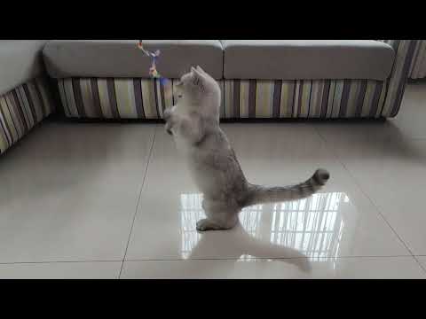 cat feather toys