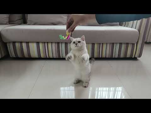 cat mouse toy
